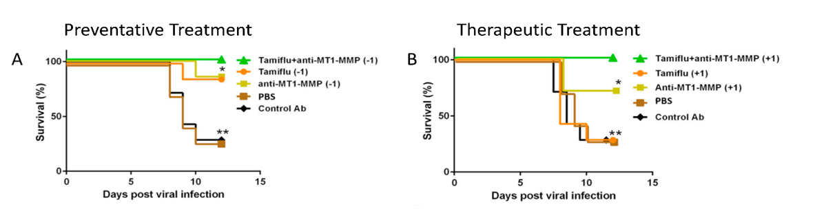 Antibody for Preventing/Treating Secondary Respiratory Infections