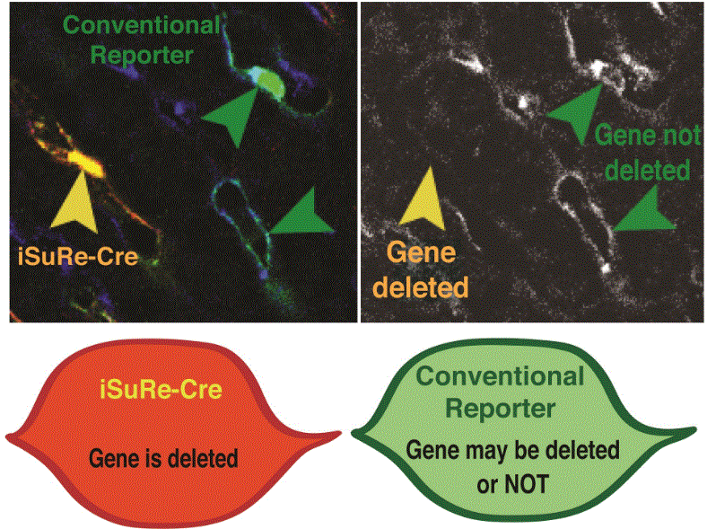 iSuRe-Cre as a new genetic tool to modify and understand gene function