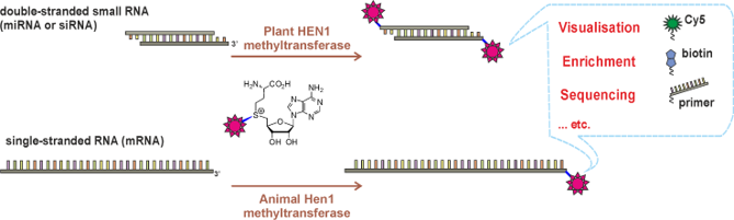 Targeted covalent labeling  of small RNAs and ssRNAs