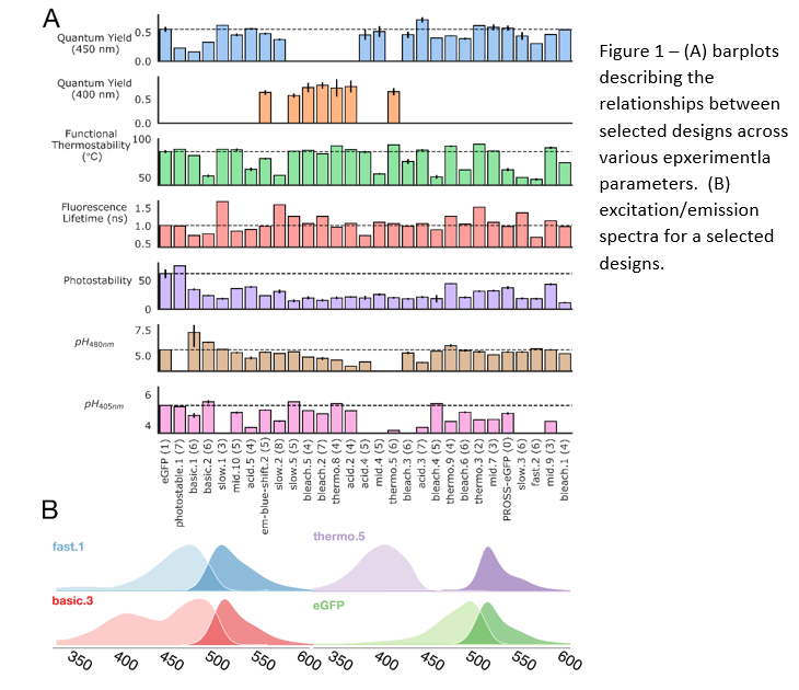 GFP variants