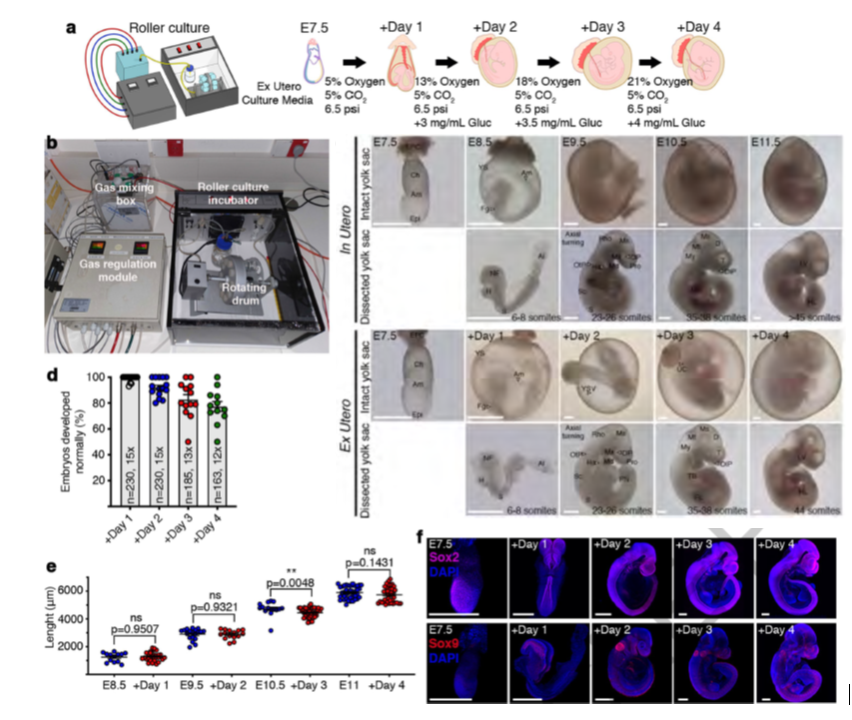 Artificial Womb Device for Extended Mammalian Embryogenesis