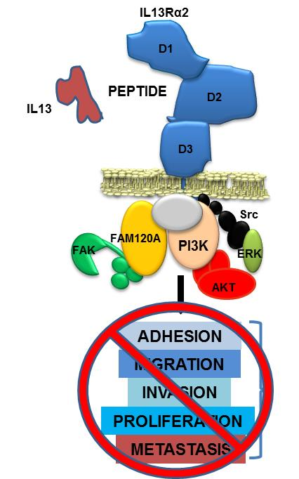 Peptide for cancer control linked to IL13R