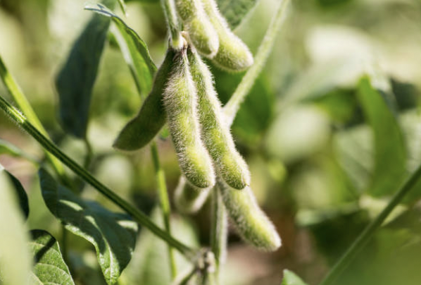 SAXETHANE: Urethane Modified Soy Fatty Acid Ester