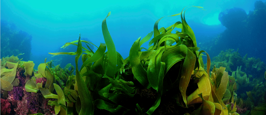 Seeking pathways to produce C3/C4 saturated hydrocarbons (LPG) from sustainable feedstocks with high yields
