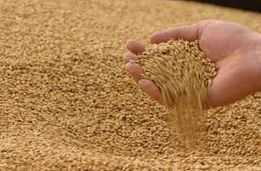 Seeking grain quality quick evaluation technology based on X-Ray or other similar solutions