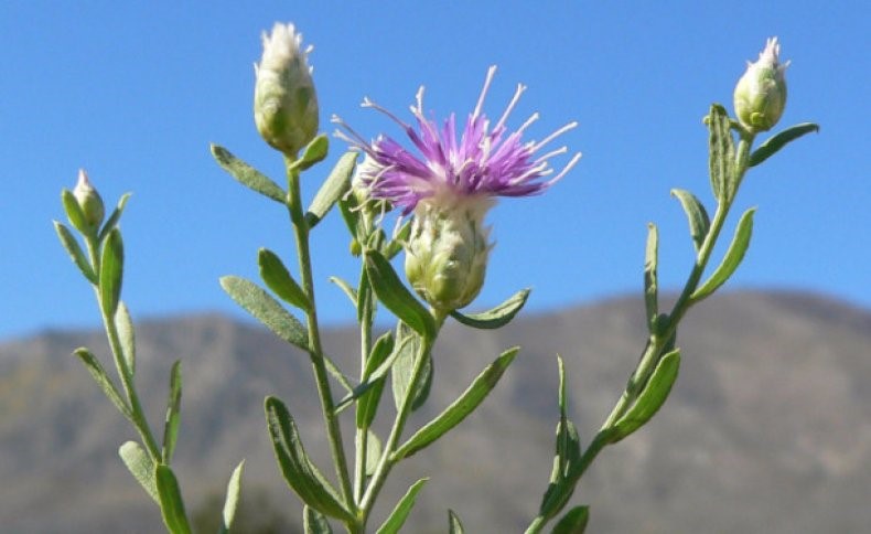 Seeking Rhaponticum repens (RR) mitigation and control technologies