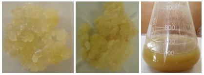 Obtaining potent antioxidants from mulberry cell cultures