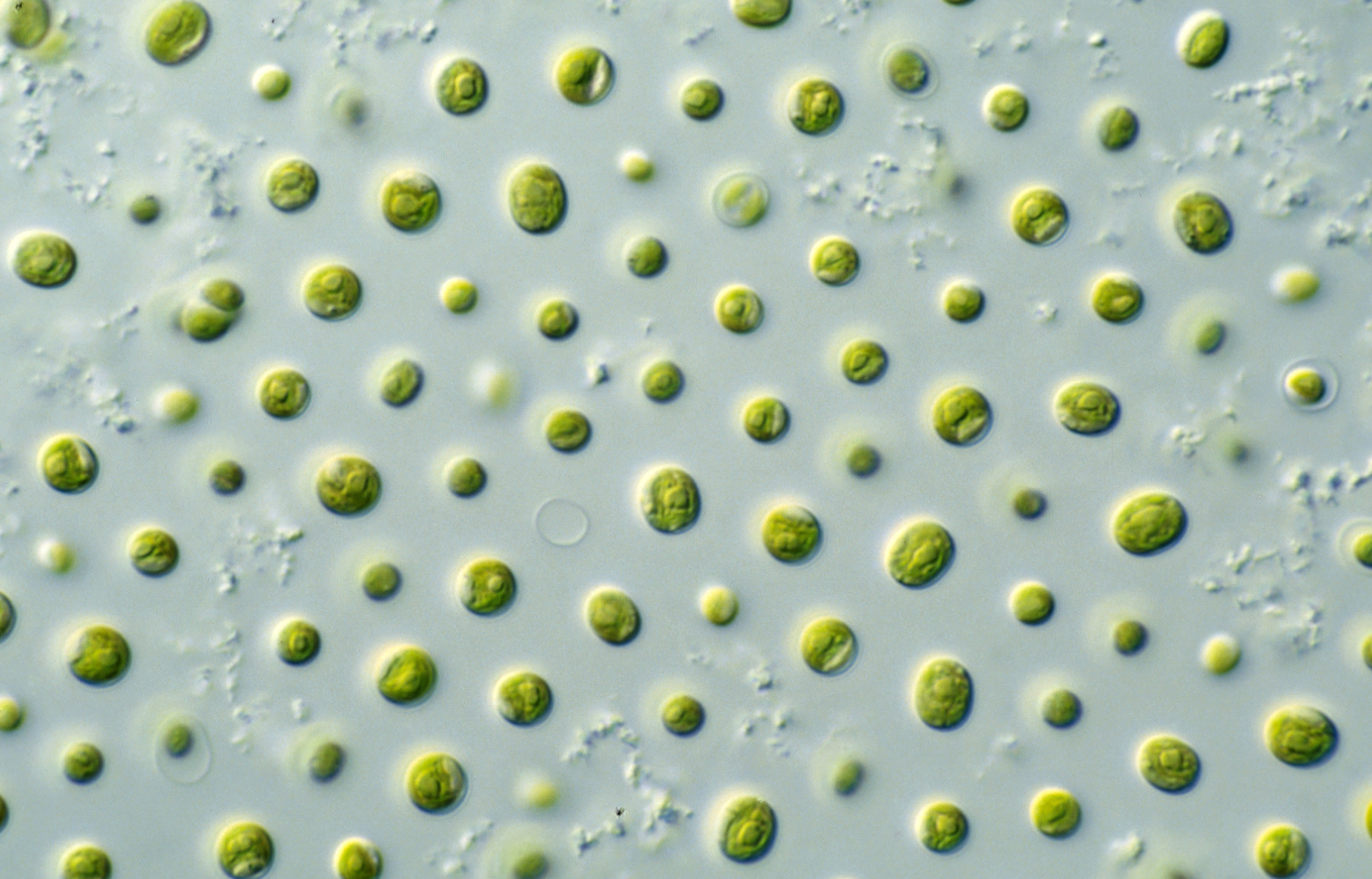 Seeking natural antioxidants coming from microalgae to replace BHT in cosmetics and in  personal care products