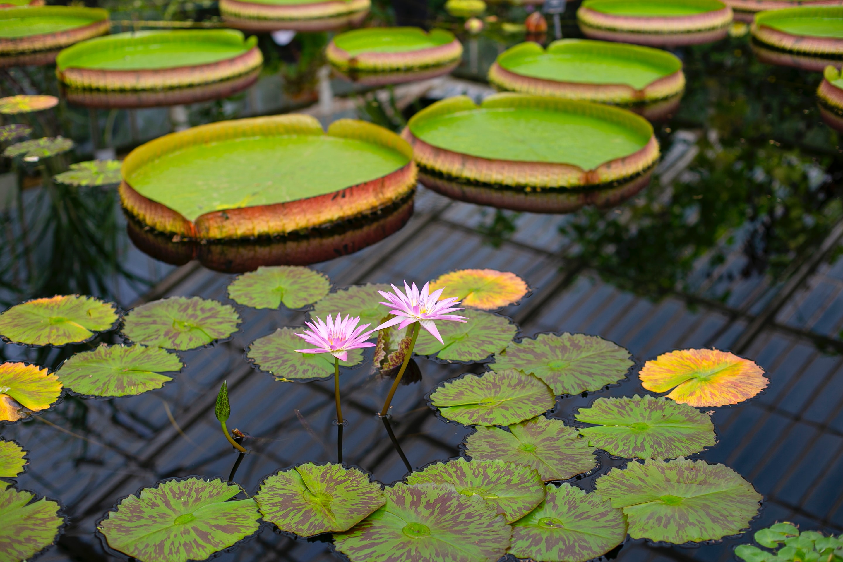 Seeking a botanic extract for urinary health