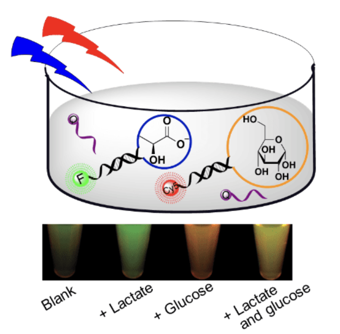 DNA aptamer biosensors for lactate detection