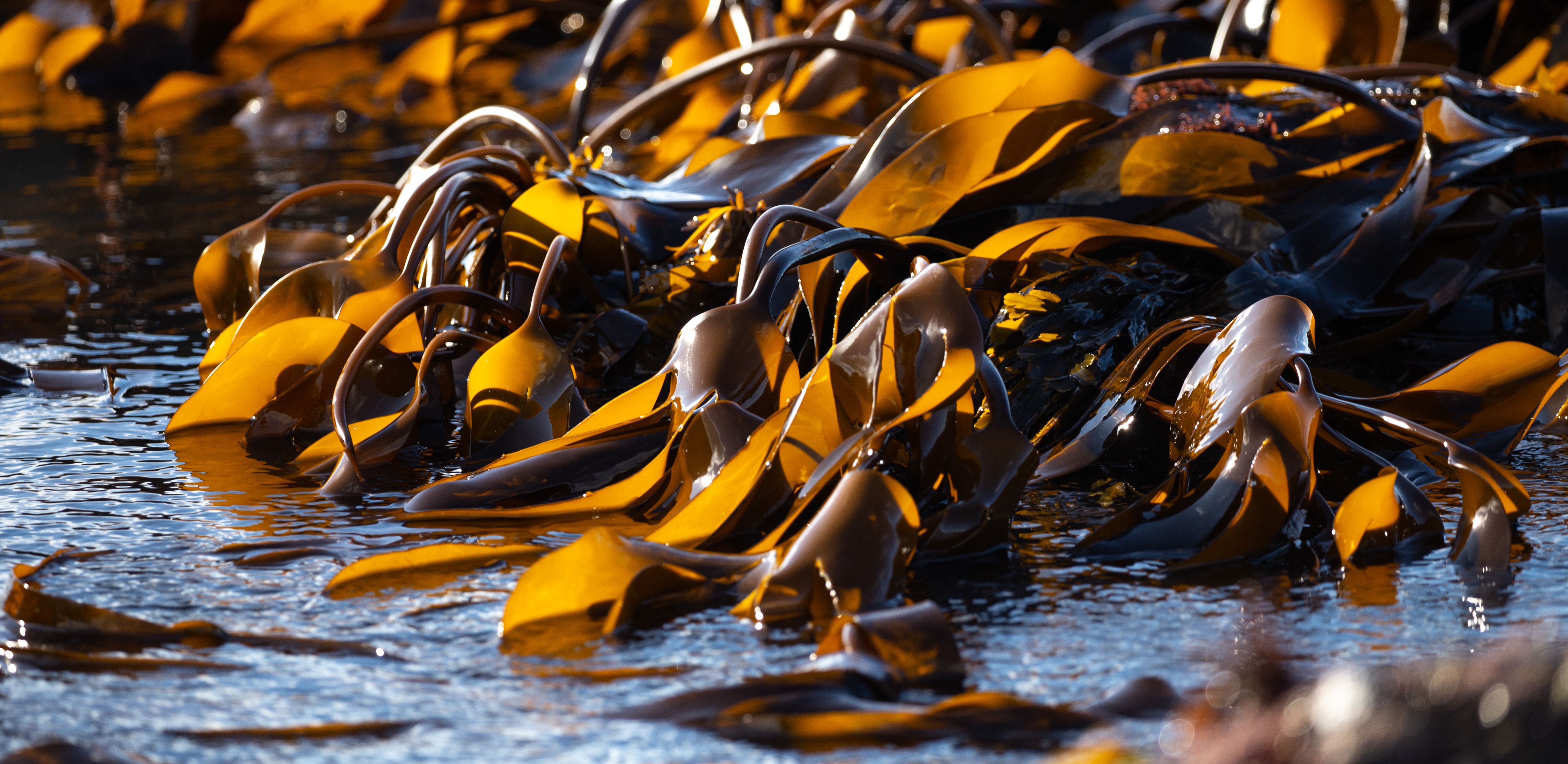Chilean seaweed extract as a Nutraceutical Supplement with Health Benefits