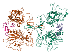 Epidermal growth factor-derived with antitumoral activity (tEGFha)