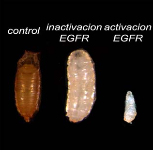 New compound for body weight regulation with applications in animal breeding