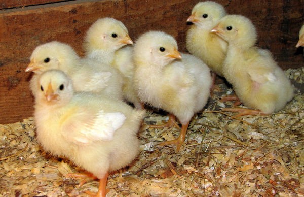 Seeking technology for processing poultry waste bedding material into biofertilizer for crop production
