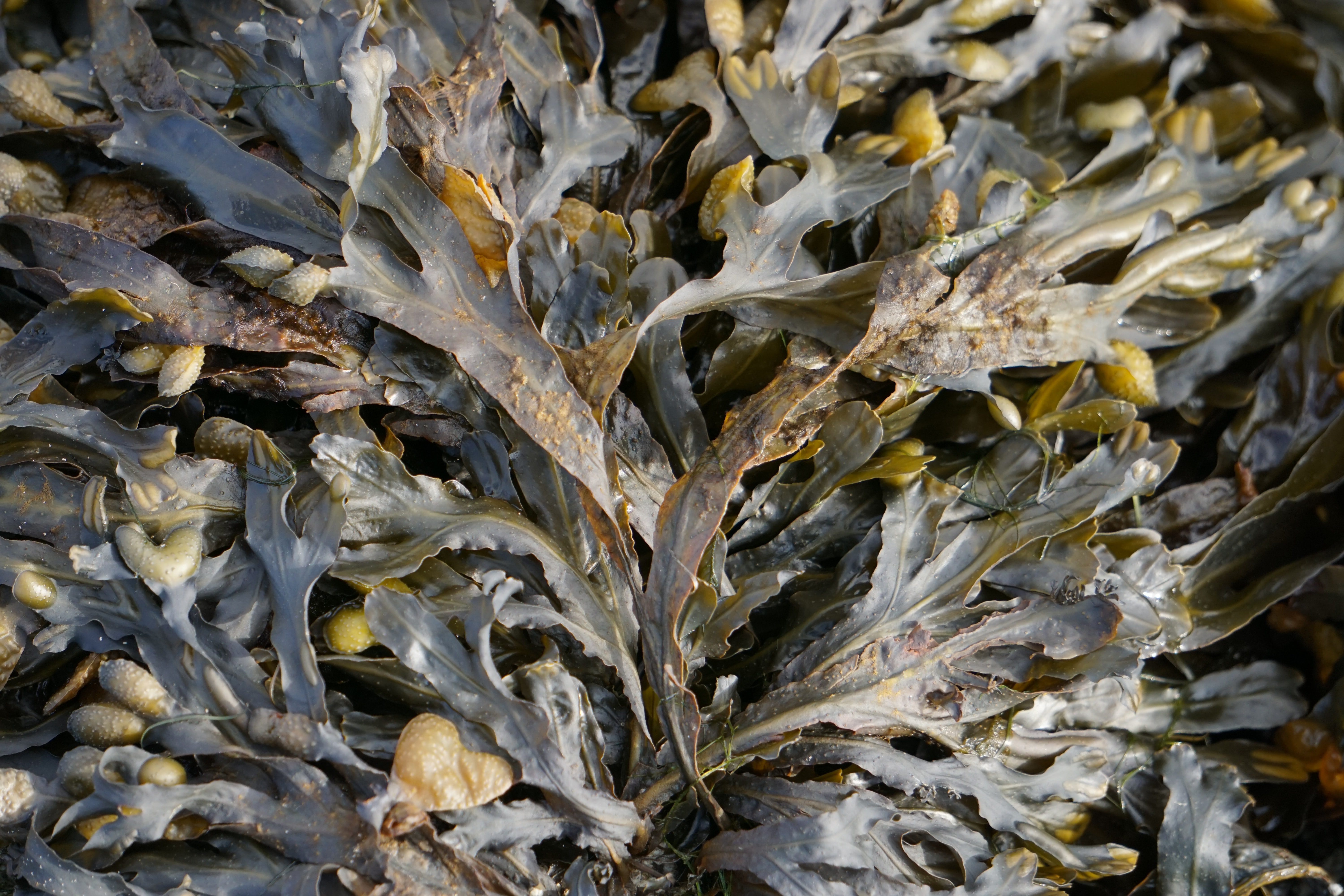 A system for Red Seaweed culture
