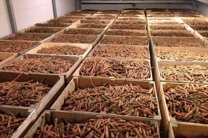 Seeking technology for increasing the shelf life of carrots in industrial environment of up to 8 months
