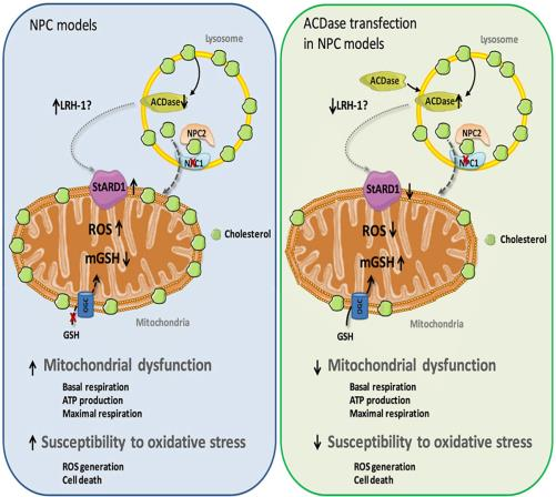 Therapeutic use of ceramidase acid in the treatment of Nieman-Pick type c