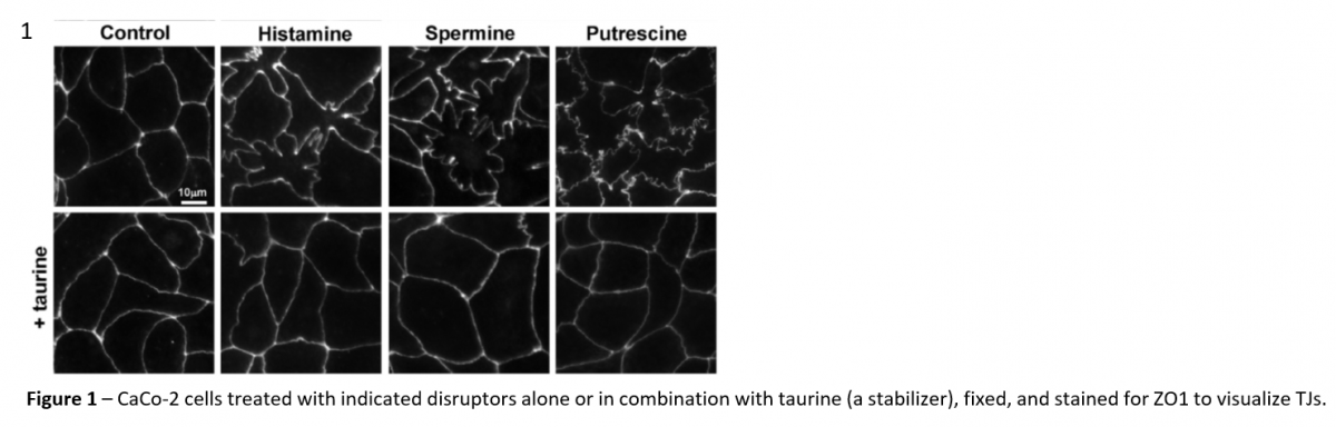 Imaging Platform for IBD Drug Discovery