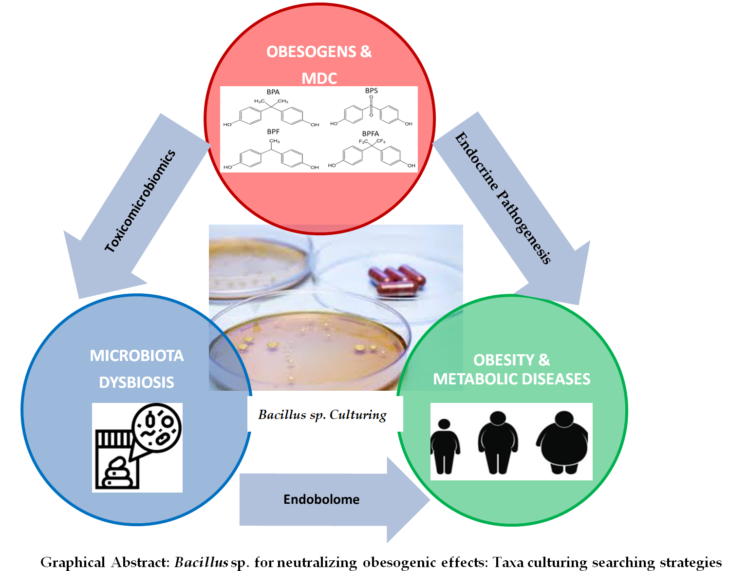 Microorganisms for BPA degradation with inulinase activity