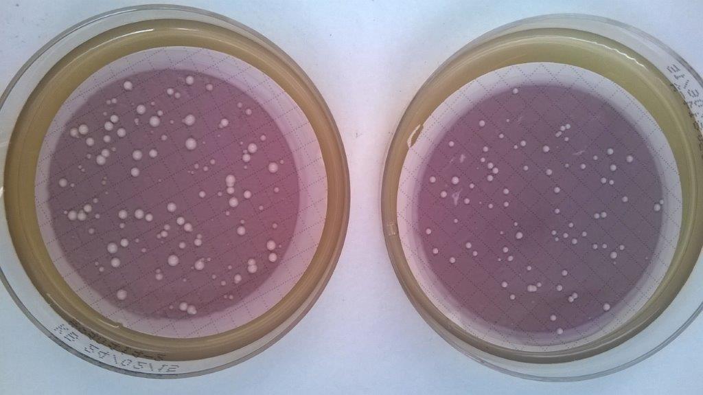 Seeking a biosensor for the rapid detection and quantification of Brettanomyces sp. content in wine