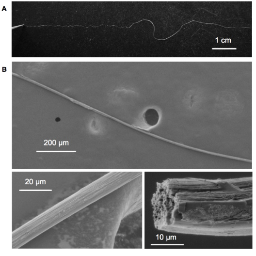 Spider silk-based sustainable materials