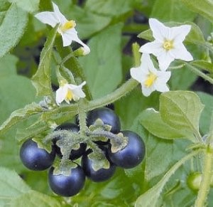 Seeking technology for controlling weeds in potato fields