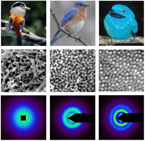 Seeking to use structural color or photonic principles to block wavelengths of light based.