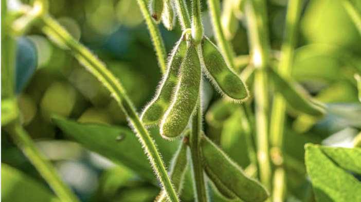 Soy-Based Shrinkage Reducing Additive