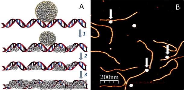 Self-Assembling, conductive DNA molecules which enable easy manufacture of DNA-based circuits and electrical devices 
