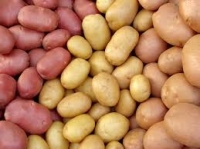 True Potato Seeds for Potato Starch Production