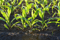 Seeking soil health solutions which reduce the reliance on synthetic agrochemicals applied to and/or improve soil health whilst maintaining yield and quality