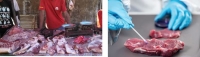 Molecular Chip for Identification of Illegally Smuggled Wildlife Bushmeat