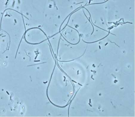 Flexibacter-Microbialtec Research