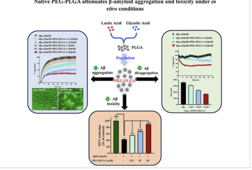 Native PEGylated-PLGA Nanoparticles in the Treatment of Alzheimer’s Disease