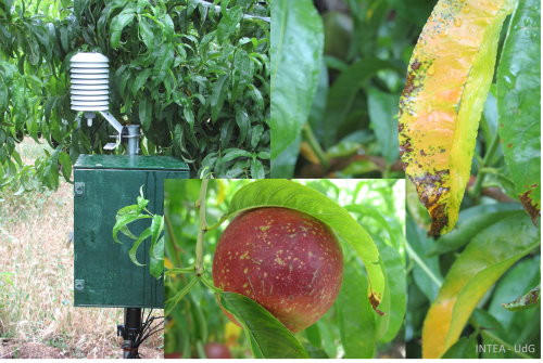 Application of bio-peptides guided by an infection-prediction system for the management of bacterial diseases in fruit trees (SUMACROP)