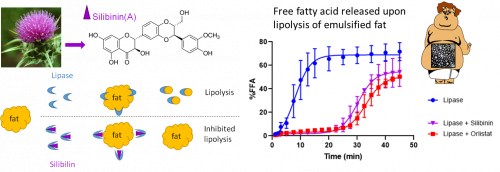 Compound for the treatment of obesity and hyperlipidemia