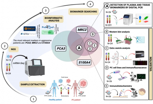 Biomarkers for non-invasive detection and classifform-control form-control ication of prostate cancer