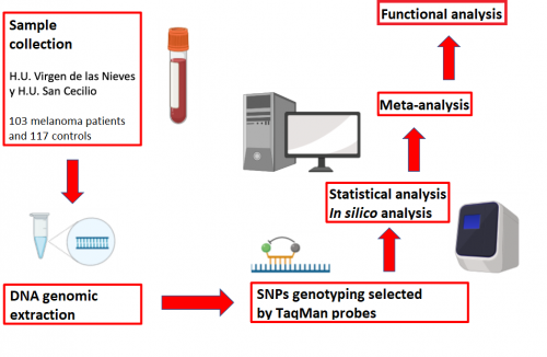 In vitro method for the diagnosis and/or prognosis of malignant melanoma