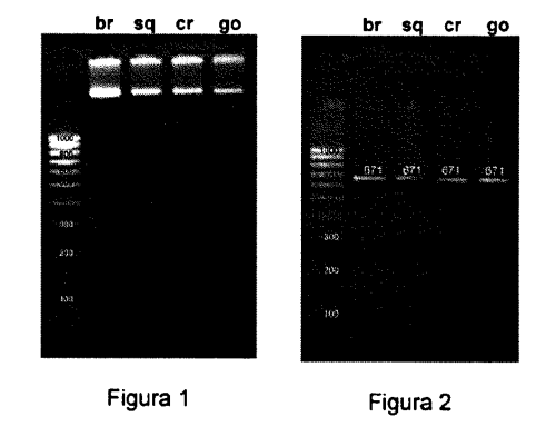 Procedure for the genetic identification of the european centolla del atlantico (maja brachydactyla)