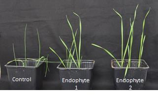 Plant endophytic fungi for crop protection and resistance to abiotic stress