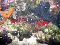 EcoOcean
Sponges and Marine Organisms and Micro-organisms
