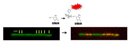 Optical Labeling and Detection of Hydroxymethylcytosine – a BioMarker for Cancer
