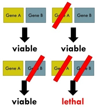 A novel approach for a genome-wide detection of synthetically-lethal genes in cancer: Towards rational drug target identification and personalized treatments