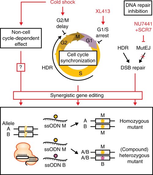 Optimization of precise gene editing in human iPS cells